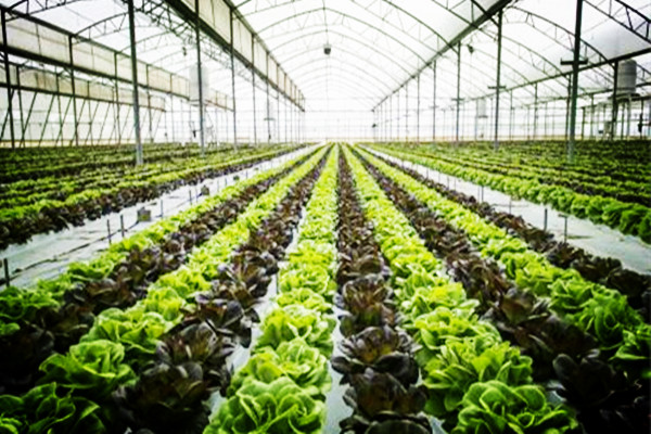 大棚种植什么最赚钱？投资少回报高建议种这3款